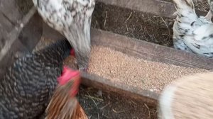 Кормлю с запасом, на работу в ночь.  Бройлеров в сарай перевела, потеплело на улице.