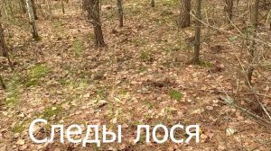 Наша августовская грибалка 2025 г