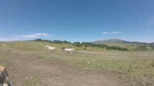 Автопутешествие на Алтай 2025. Чемал, поездка на высокогорное оз. Манос