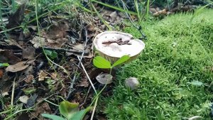 Как растет гриб серушка (ускоренное видео)