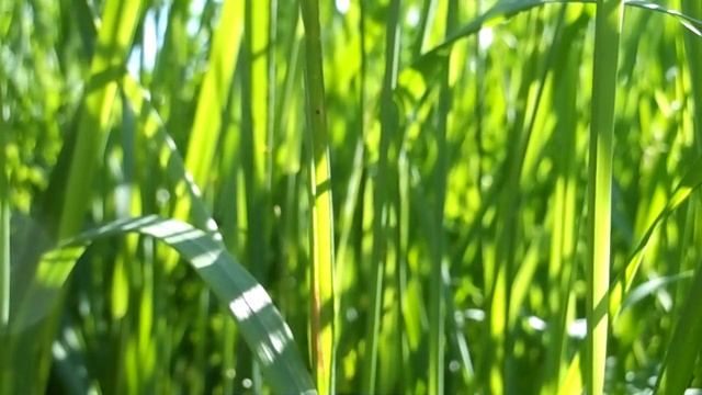 🌞🌾Истории Одного Поля. Солнечная