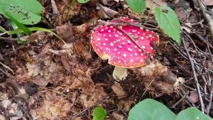 Вот он Я...цветочек аленький ..