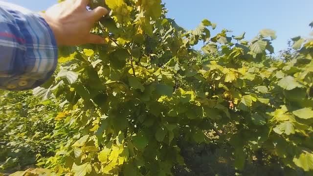 Как увеличить плодоношения фундука и лещины!