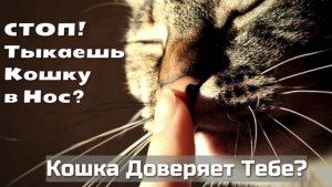 Кошкин Нос: Ткни и Узнай Секрет!