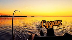 Ого поклёвки! Тролим судака на спиннинг