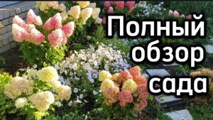 Хризантемы, гортензии, петуния, розы...