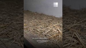 НГС24. Что скрывает подвал красноярского СИЗО №1?