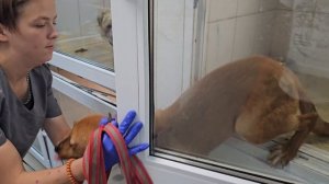 Выброшенный из окна щенок обрёл новую семью | Цой