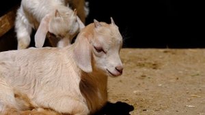 13803551_2048_1080_30fps