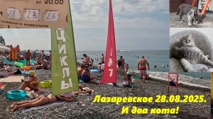 Лазаревское 28.08.2025. и два кота! ЛАЗАРЕВСКОЕ СЕГОДНЯ.