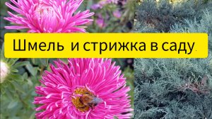 Шмель и стрижка в саду.