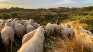 13607332_1920_1080_50fps