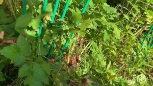 Роза Амадеус- обрезка после первого цветения.