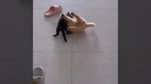 Дружба котёнка и щенка