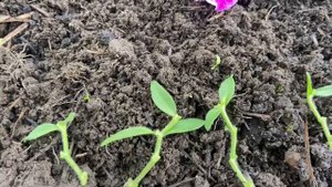 Петуния вегетативная. Черенкование