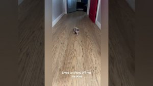 😆СБОРНИК ПРИКОЛОВ С ЖИВОТНЫМИ ДО СЛЕЗ 4 часть 😆