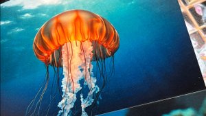 Покупки открыток для посткроссинга  (август 2025)