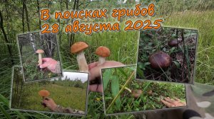 В поисках грибов 28 августа 2025