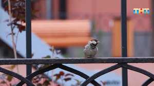 В России прошла перепись воробьев