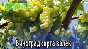 Виноград сорта валек особенности выращивания и ухода