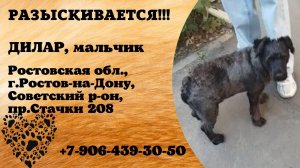 Пропала собака! ДИЛАР. Мальчик. Ростовская 3, г. Ростов-на-Дону