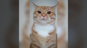 Наш TG https://t.me/liveofcats