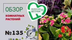 Обзор растений к 1 сентября: цикламены, каланхоэ, орхидеи фаленопсис, антуриумы, азалии.