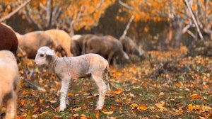 12655246_3840_2160_30fps