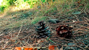 Танец света и листвы. Утро в лесу.