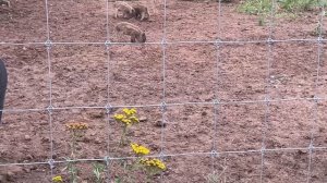 Охота на Кабана