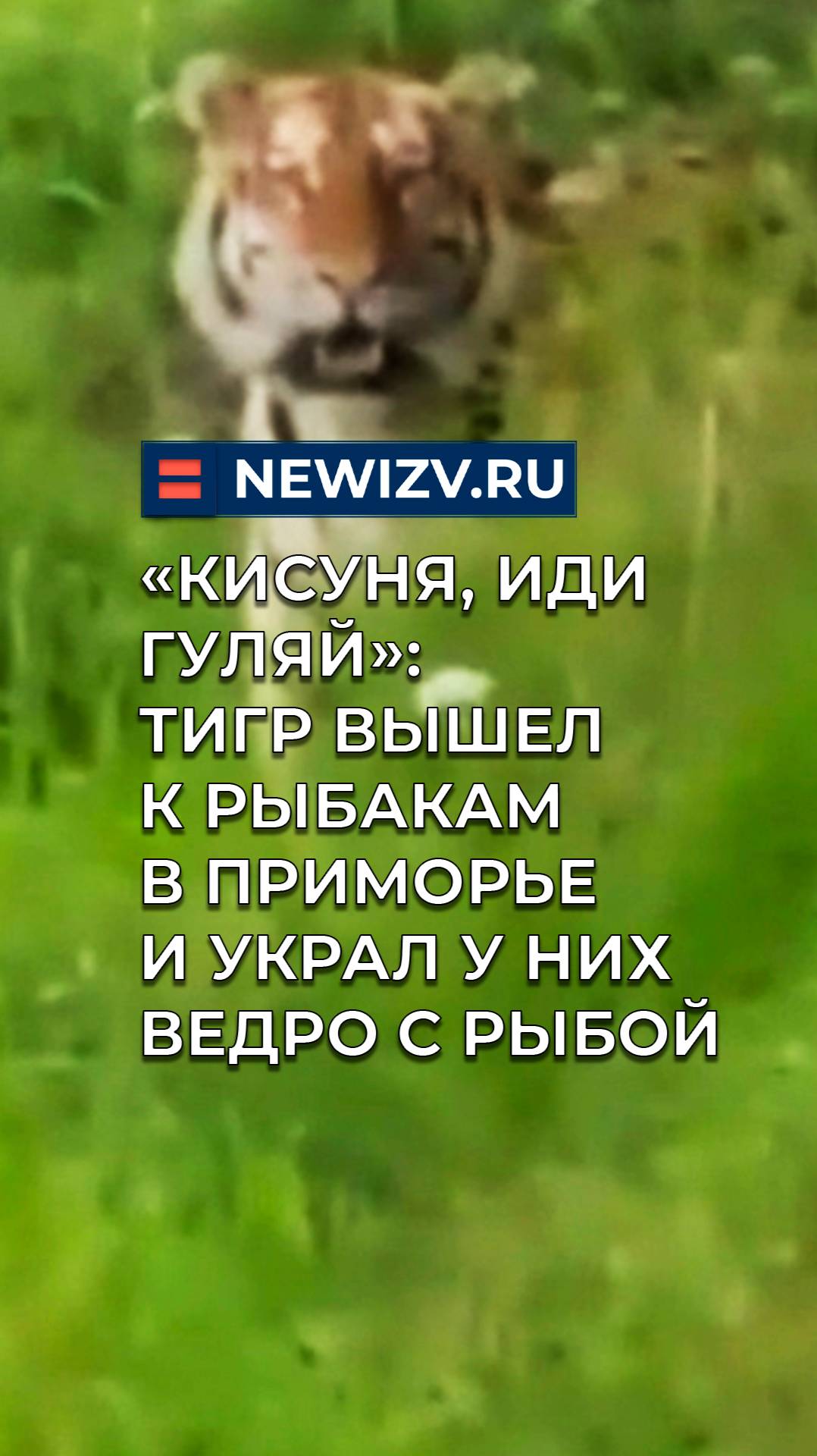 «Кисуня, иди гуляй»: тигр вышел к рыбакам в Приморье и украл у них ведро с рыбой