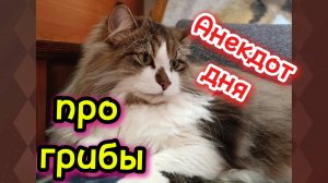 Анекдот дня про грибы 🍄