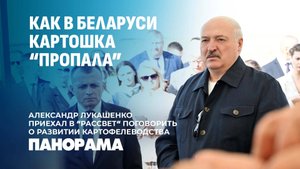Лукашенко: наши люди должны знать, что картофеля в Беларуси достаточно. Панорама