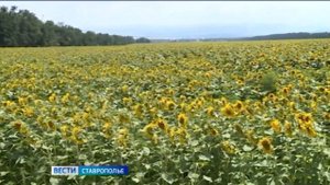 Аграрии приступили к уборке подсолнечника на Ставрополье