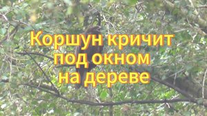 Коршун сел на дерево возле моего окна. Коршун. Птицы Новосибирской области. Бёрдвотчинг.