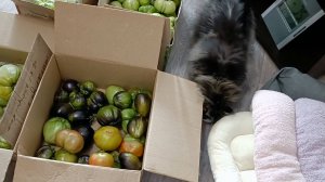 Ну вот и все, закончился сезон 🤣 Упаковываем томаты в коробки. Моя помощница Анфиса😻