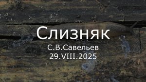 С.В. Савельев - Слизняк
