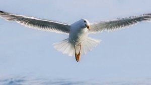 Звук природы. Природа. Море. Волны, шторм. Крик чаек для расслабления
