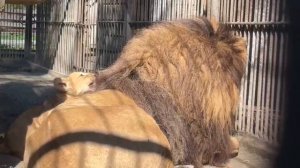 🦁Трогательное знакомство львят из Барнаульского зоопарка с отцом Алтаем попало на видео
