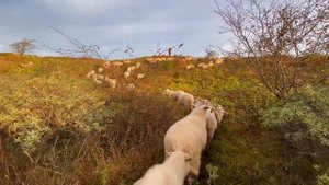 14350902-hd_1920_1080_50fps