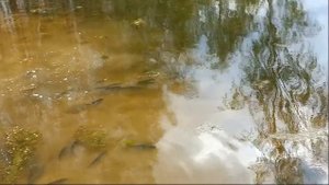 Запуск рыбок в озеро