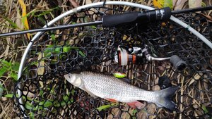 Десна. Вечерняя прогулка 22 августа 2025 года