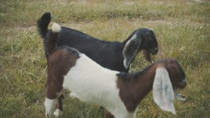 12339338_1920_1080_25fps