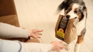 Сухой корм для собак австралийской овчарки (аусси)