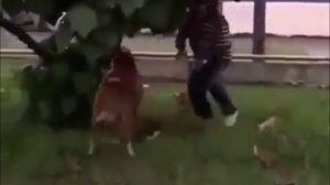 Агрессивный баран