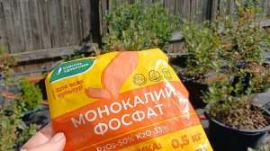 Заключительные работы на голубичной мини плантации: собрать ягоды, удобрить кусты.