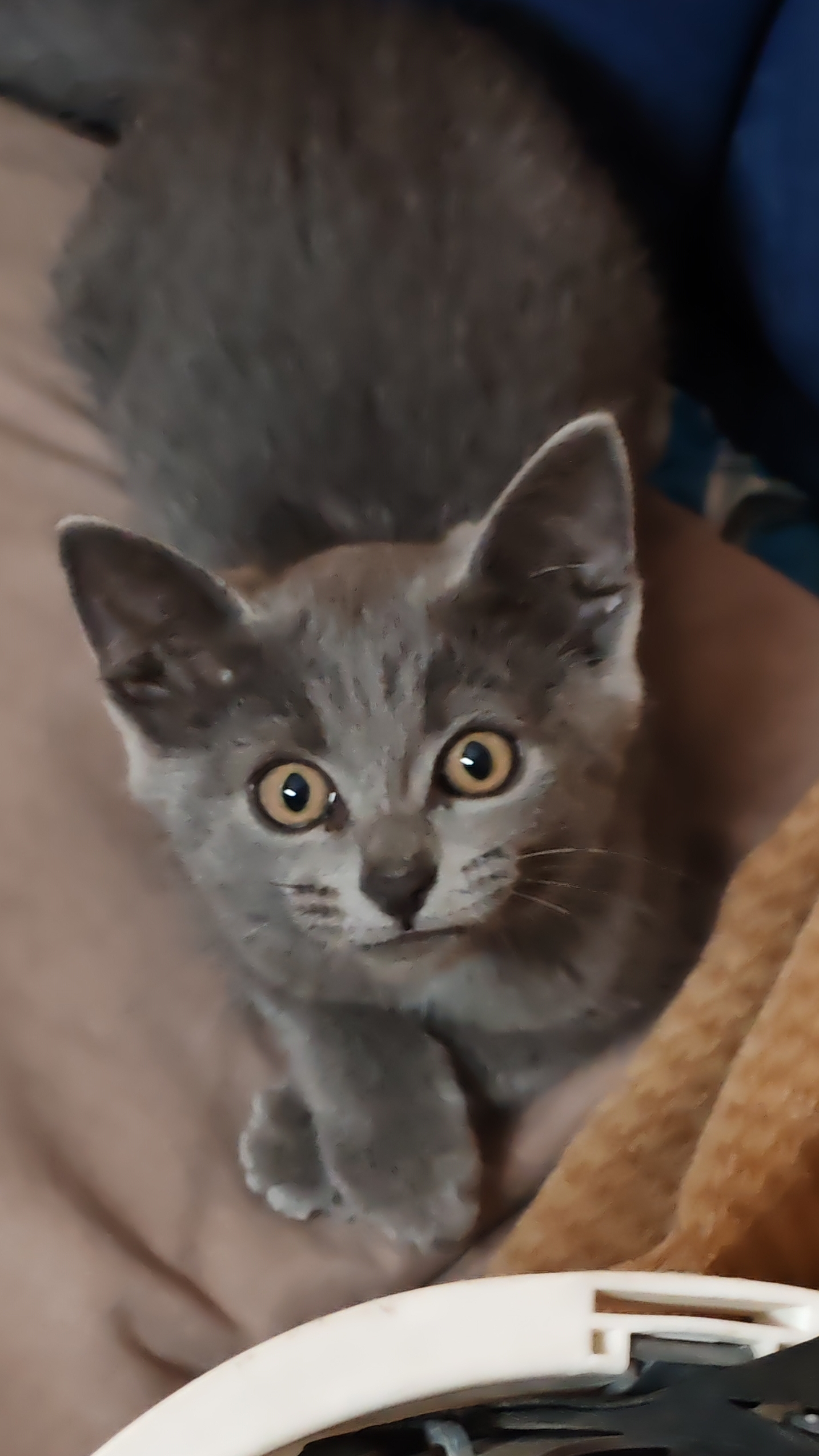 Наша рабочая котейка 🐱 смотреть онлайн