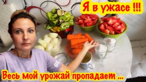 Это просто ужасно! Всё пропало. Пытаюсь спасти выращенные овощи. Рецепт лечо. Это просто бомба!