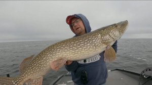 Огромные щуки не лезут в подсак , Рыбалка с гидом . Рыбинское водохранилище .