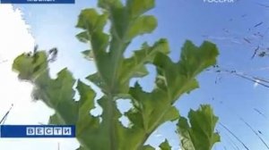 Москву окружает борщевик